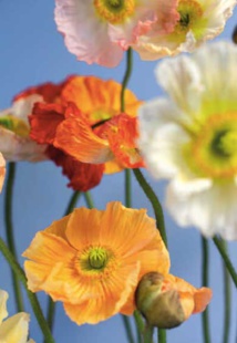 Pavots. © Céline Saby Pavots. © Céline Saby