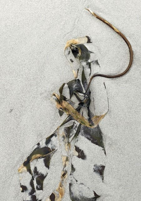 Anne DAYOT