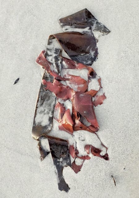 Illustrations: Anne DAYOT Illustrations: Anne DAYOT