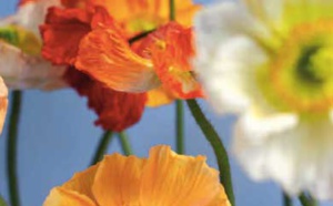 NICOLAS DE STAËL : Peindre et se dépeindre. Choc esthétique et hypnose.