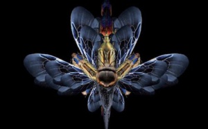 La «greffe mythique» en psychotraumatologie. HS18 de la Revue Hypnose &amp; Thérapies Brèves: Le Psychotraumatisme.