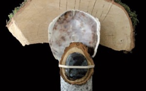 Vécus de détresse et de déliaison chez l’enfant en ITEP. Revue hypnose et thérapies brèves.