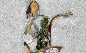 Cothérapie avec Romain: faire émerger les relations sécures. Revue Hypnose et Thérapies Brèves 77.