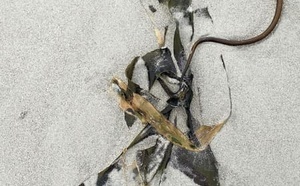 La société contemporaine: perfection et fabrique des TOC