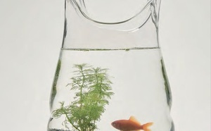 Trouble fonctionnel intestinal et syndrome anxiodépressif. Revue Hypnose &amp; Thérapies Brèves HS19.